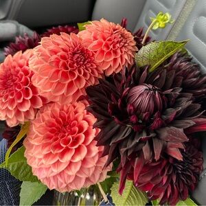 Meet your Posher, Katherine